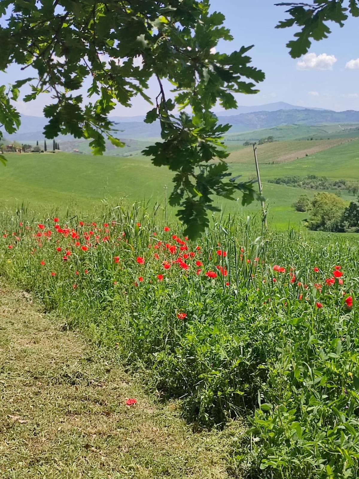 Agriturismo Il Pozzo 卡斯蒂戈隆·多尔希亚 外观 照片